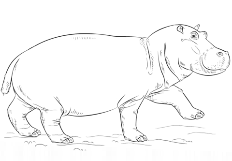 Cute Hippo coloring Free Coloring Page