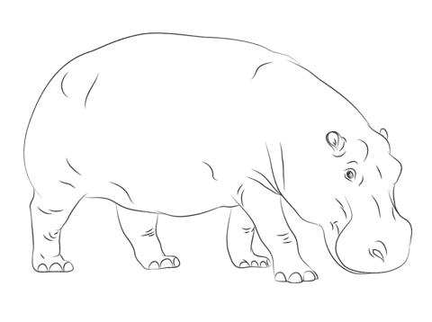 Cute Hippo For Kids Coloring Page