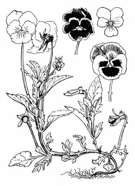 Cute Pansy Flower Free Coloring Page