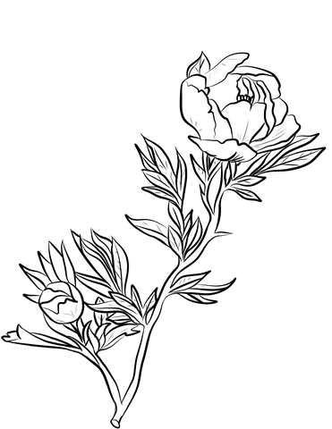 Cute Peony Image Coloring Page