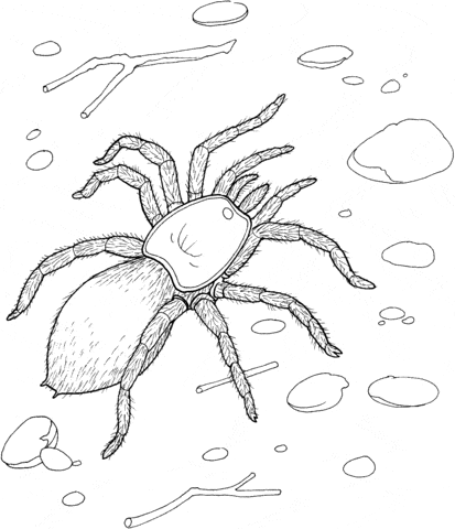 Cute Spider Free Coloring Page