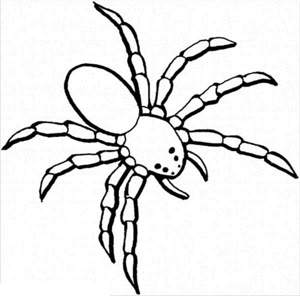 Dangerous Spider Free Printable Coloring Page