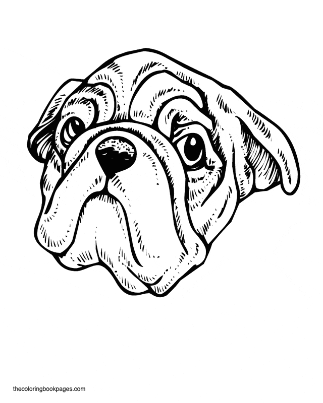 Dog Face Coloring Pages Free Coloring Page
