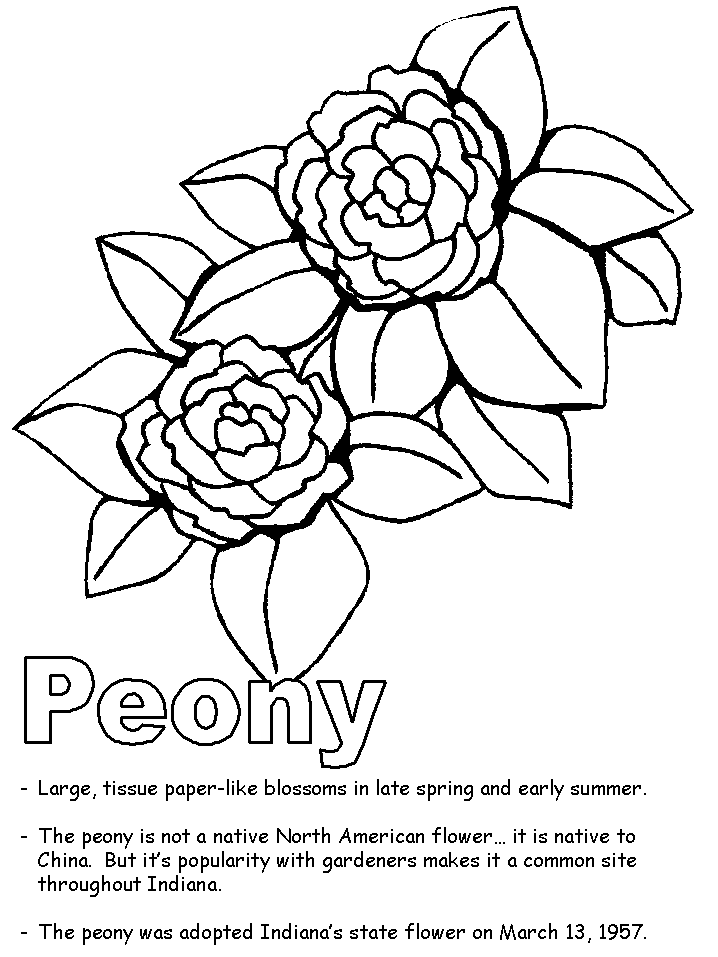 Double Peony Flower Free image Coloring Page