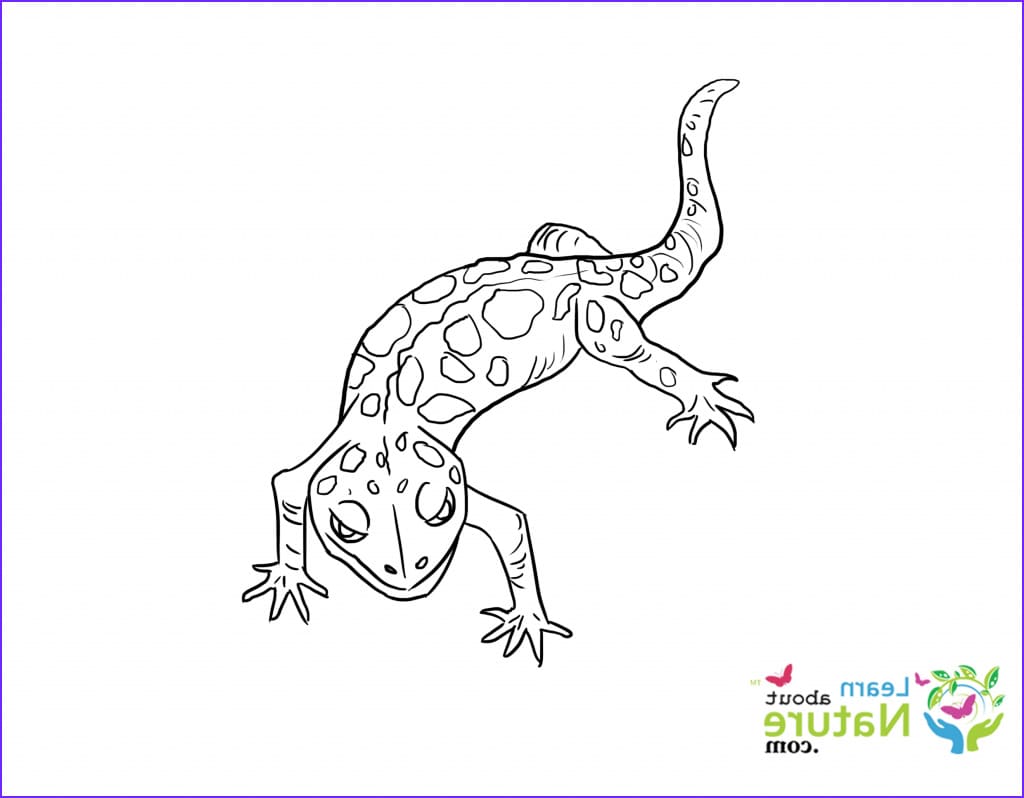 Drawings a Gecko Coloring Coloring Page