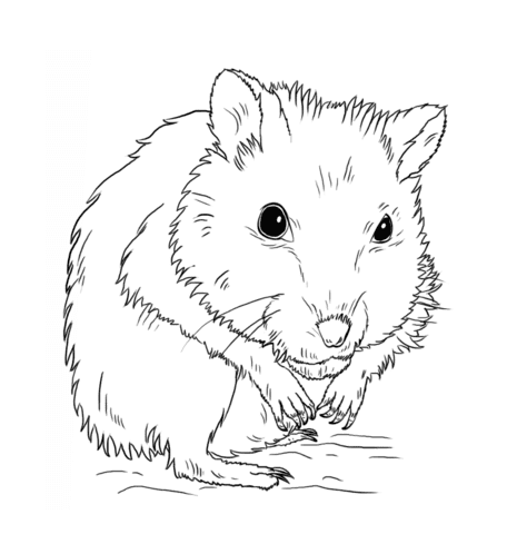 Pretty Hamster Free Printable Coloring Page