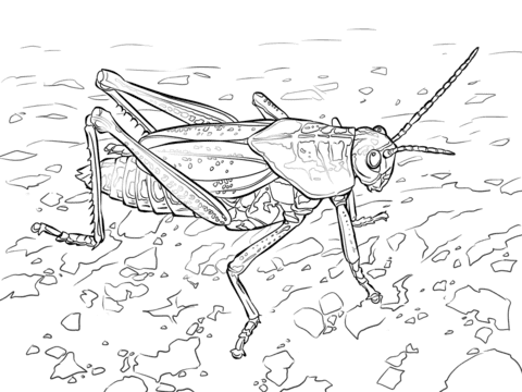 Eastern Lubber Grasshopper coloring page Coloring Page