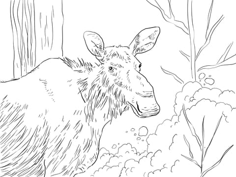 Eastern Moose Free Coloring Page