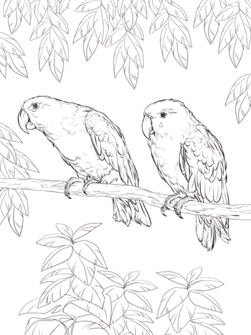Eclectus Parrot Free Printable Coloring Page