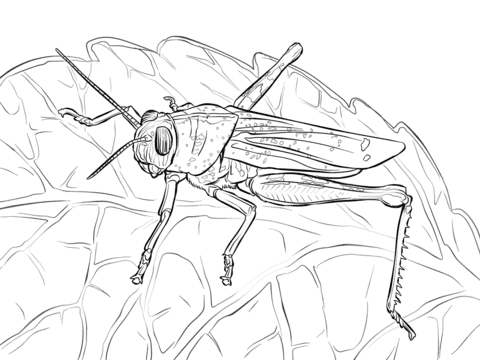 Egyptian Grasshopper coloring page Coloring Page