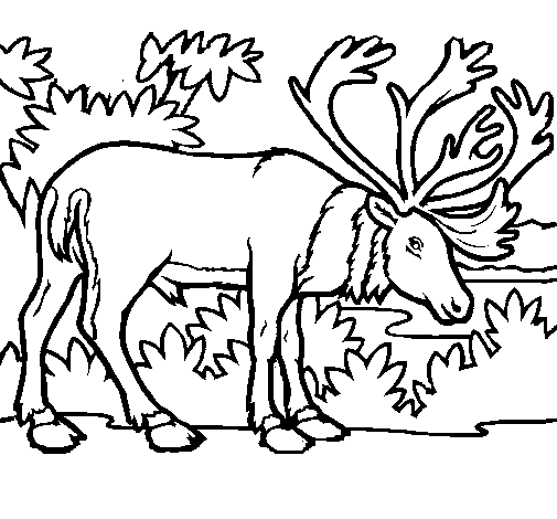 Elk Coloring Free Coloring Page