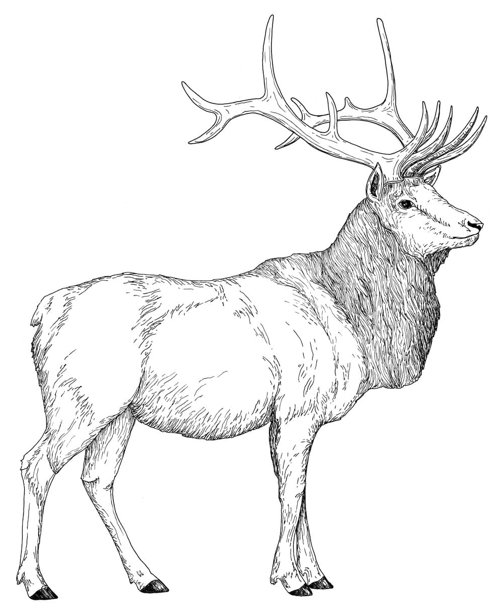 Elk Coloring Image Coloring Page