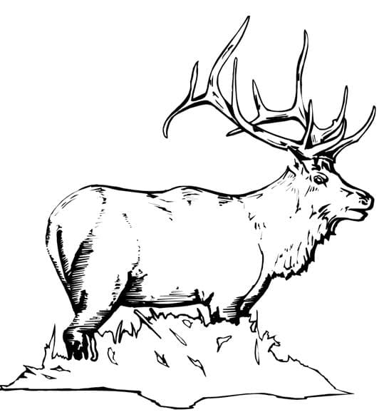 Elk Hunting Coloring Free