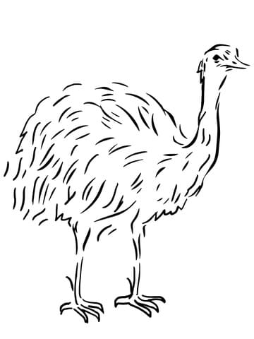 Emu Flightless Bird To Print