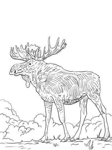 Eurasia Elk Free Image Coloring Page
