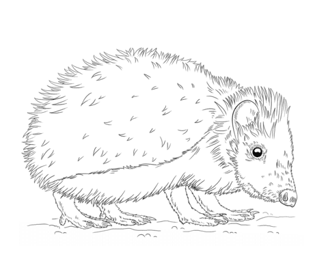 European Hedgehog Coloring Image Coloring Page