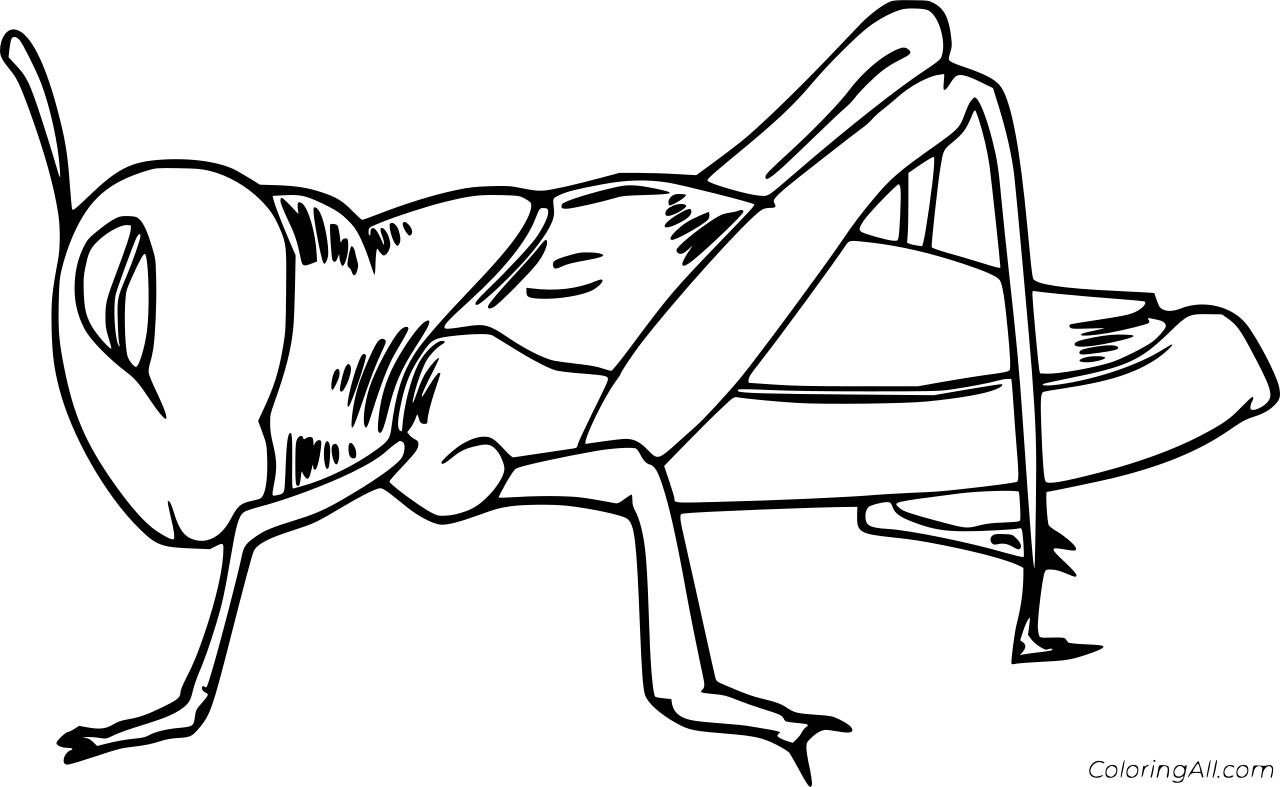 Fat Grasshopper Coloring Page Coloring Page