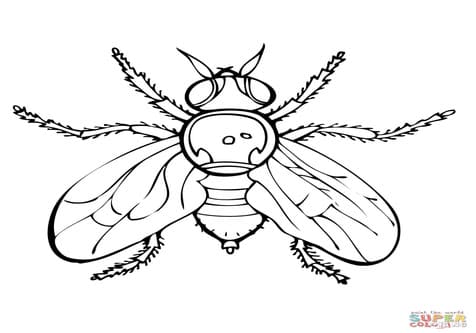Firefly Coloring Free Coloring Page