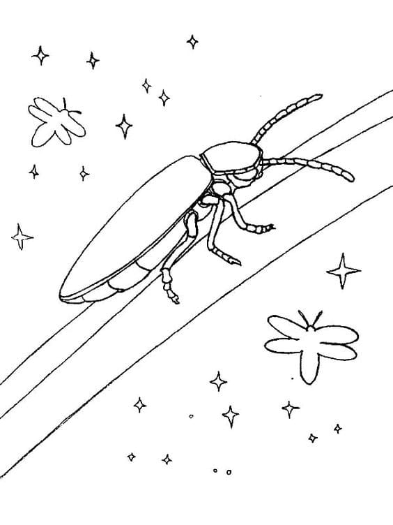 Firefly Shining In The Night Coloring Page