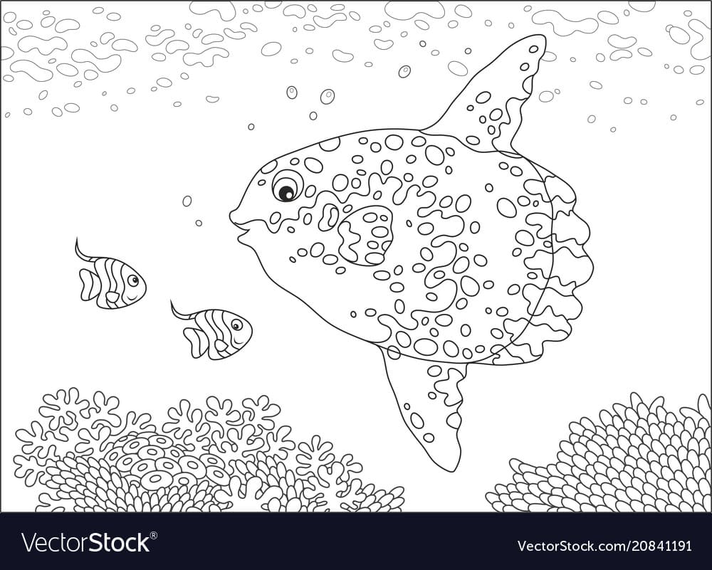 Sunfish over a reef