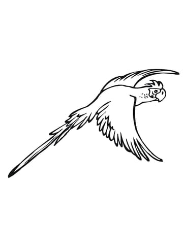 Flying Parakeet Free Printable Coloring Page