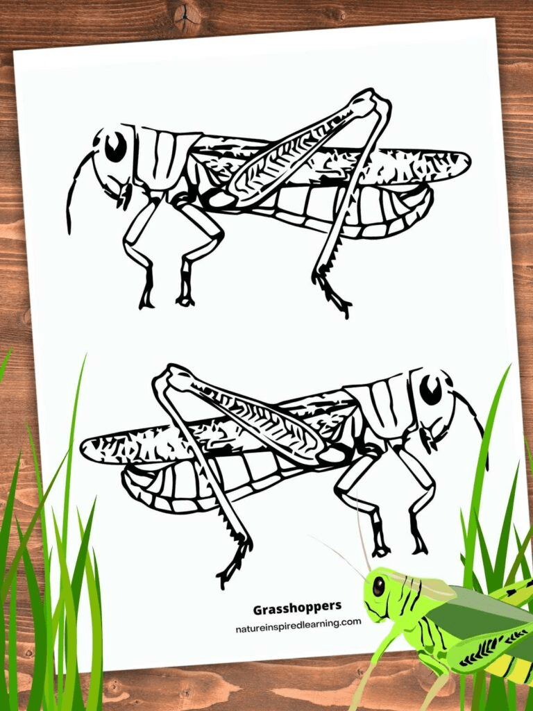 Free Grasshopper coloring page