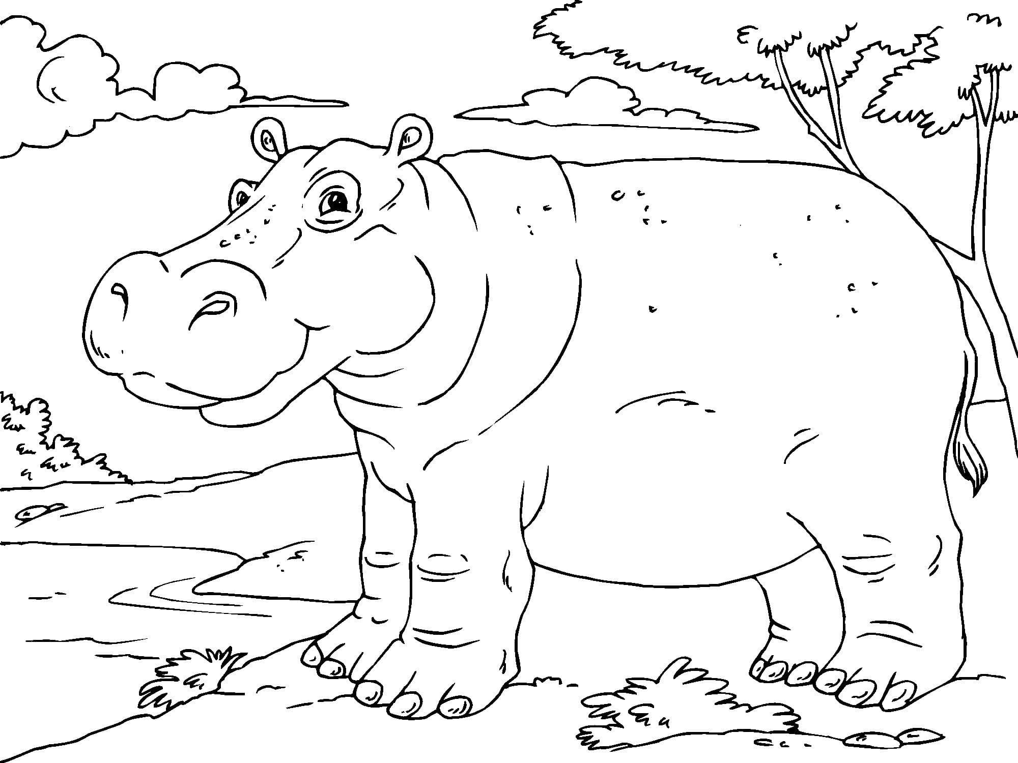 Free Hippo Cute Coloring Pages