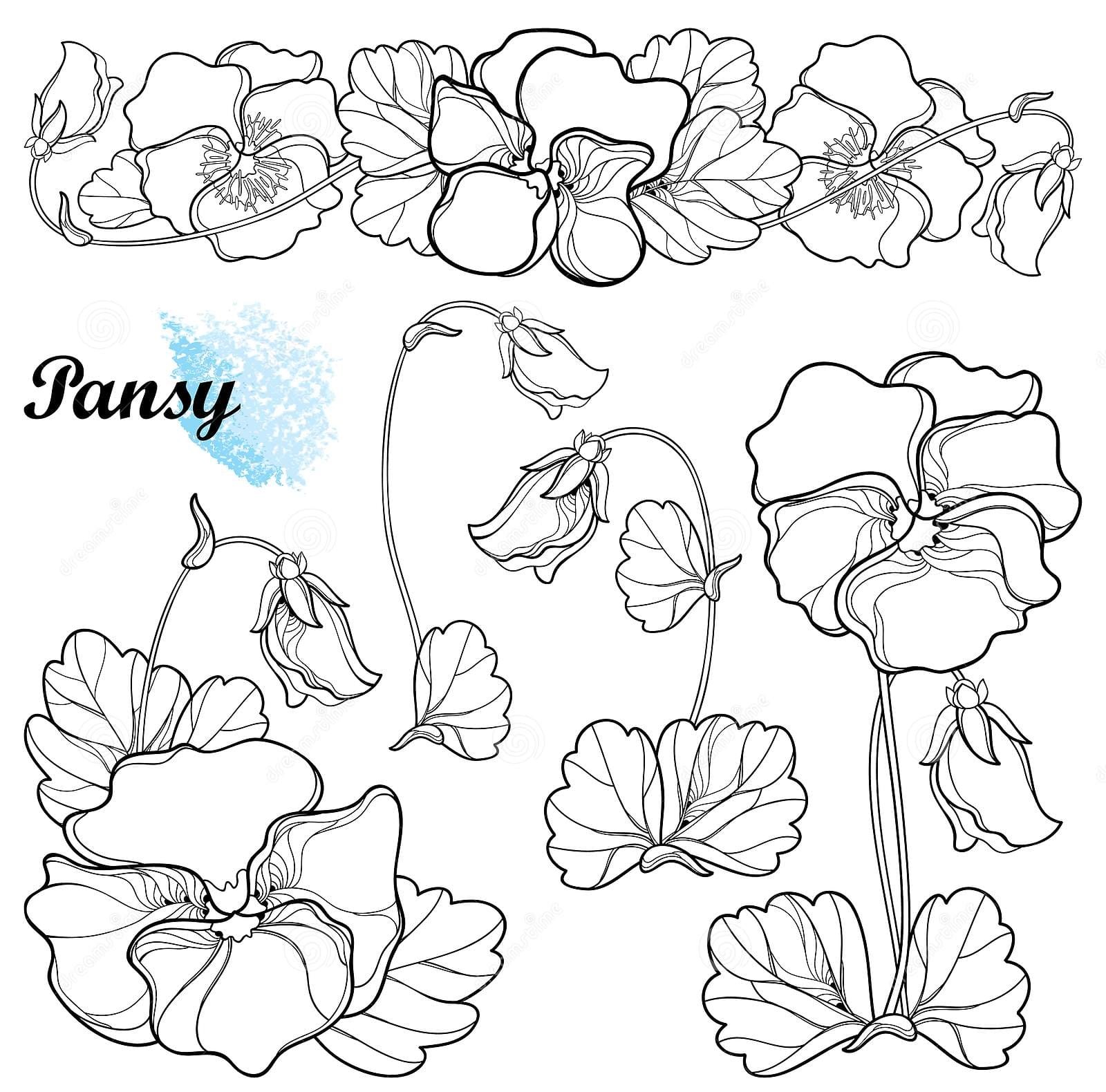 Free Pansy Beautifull Coloring Page