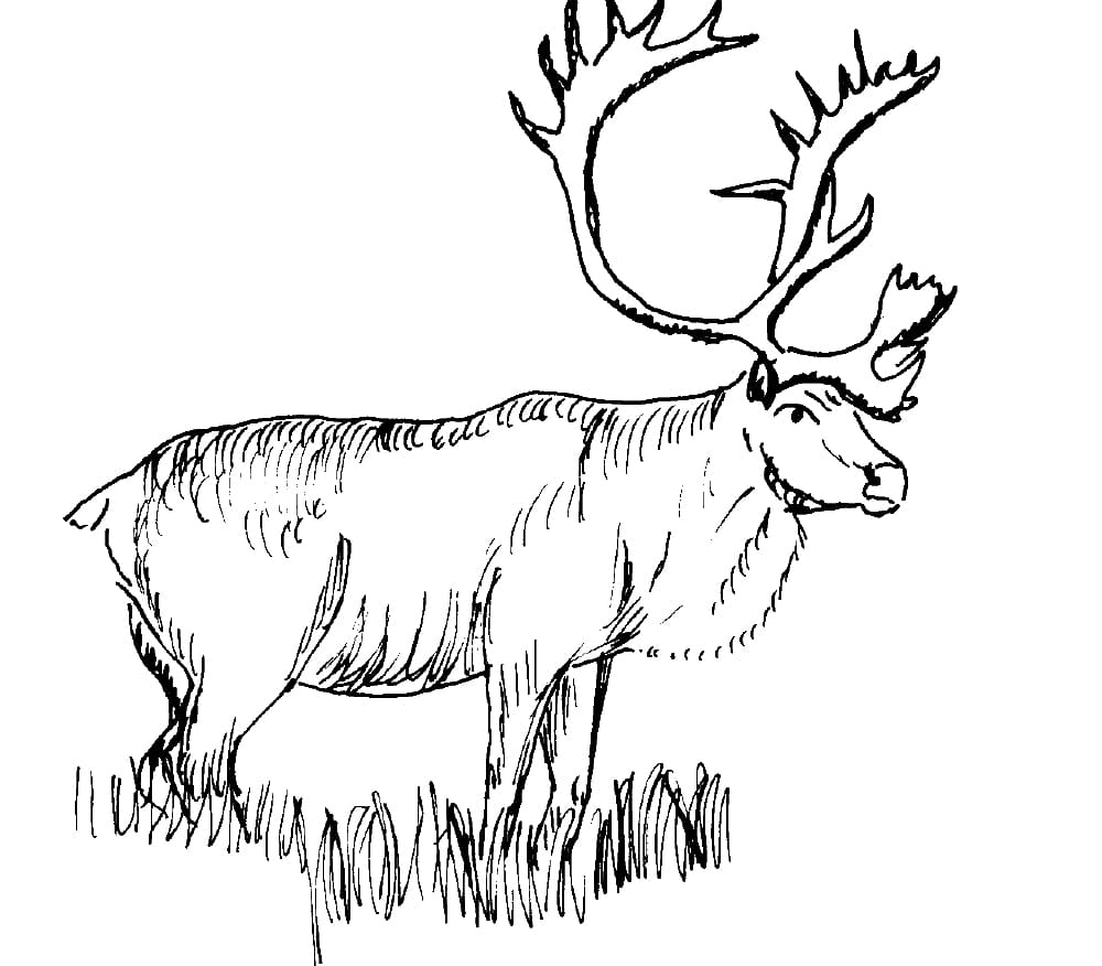 Free Printable Elk Coloring Pages Animals To Print