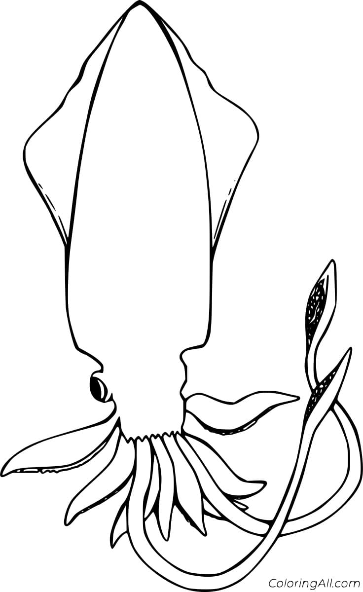 Free Printable European Squid Coloring Page
