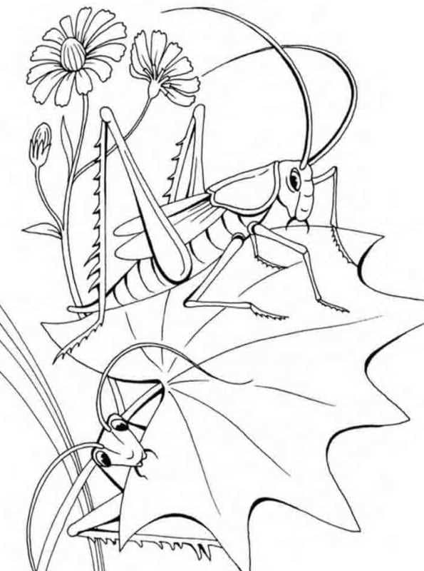 Free Printable Grasshopper Image Coloring Page