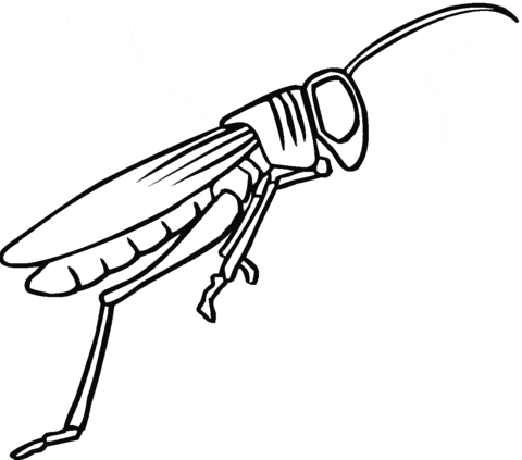 Free Printable Grasshopper Coloring Page