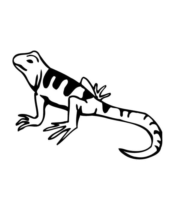 Free Printable Lizard Free Coloring Page