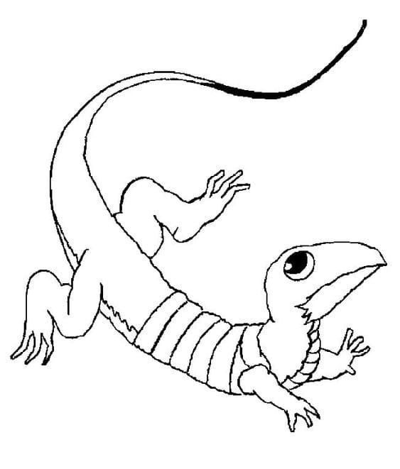 Free Printable Lizard Image Coloring Page