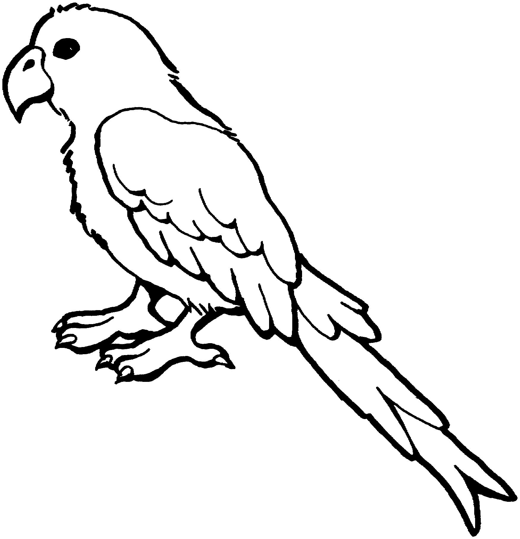 Free Printable Parrot Bird Coloring Page
