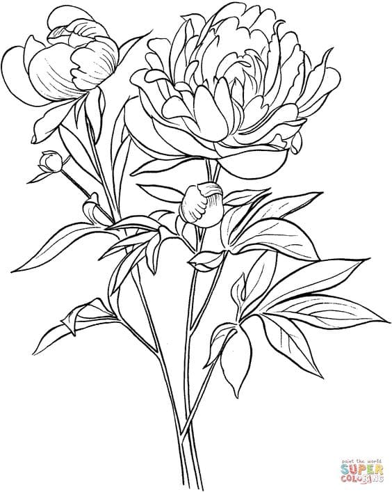 Free Printable Peony Breathtaking Image Coloring Page
