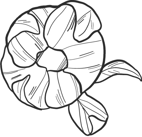 Free Printable Peony Coloring Coloring Page