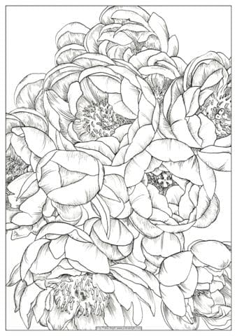 Free Printable Peony Cute Coloring Page