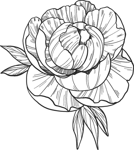 Free Printable Peony Cute Coloring Page