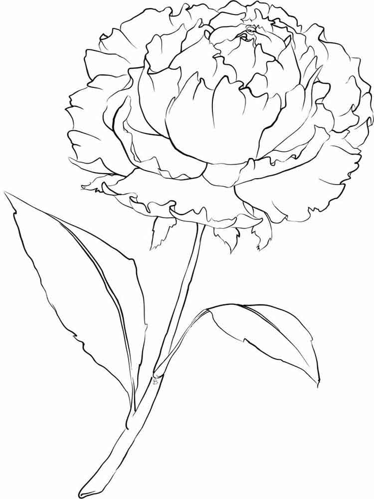 Free Printable Peony Flower Cute Coloring Page