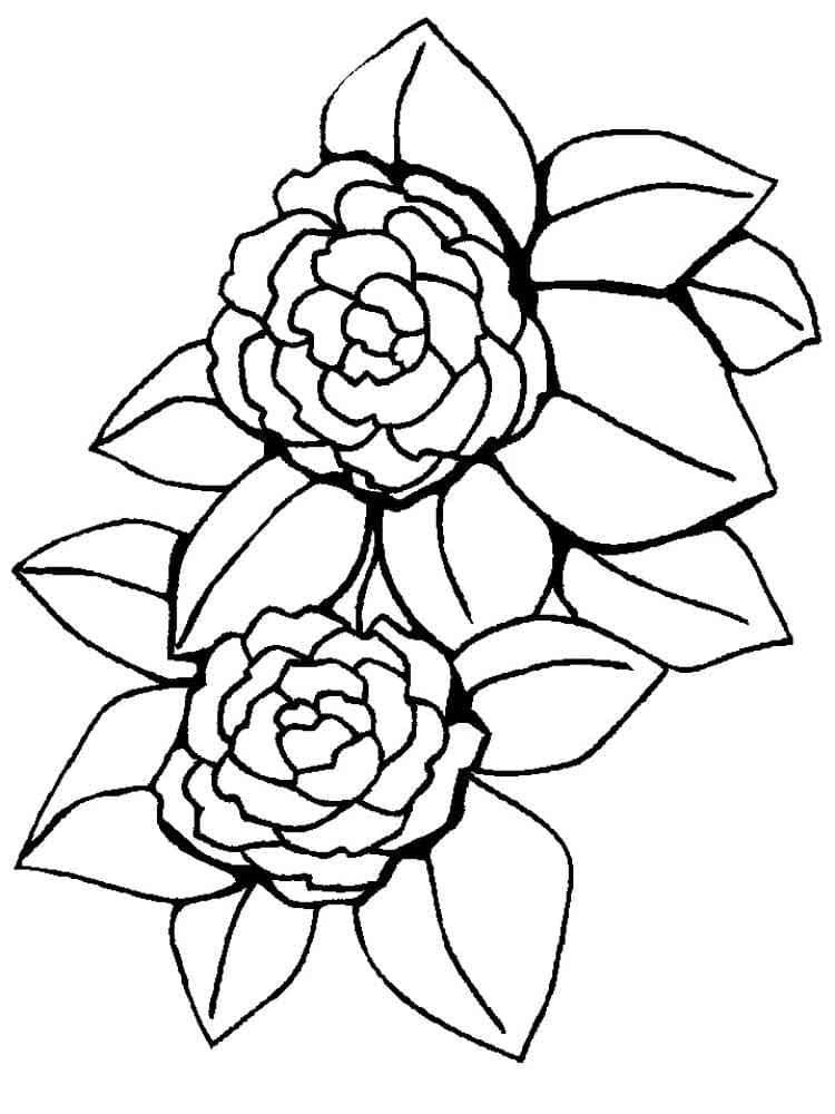 Free Printable Peony Flower Exquisite Coloring Page
