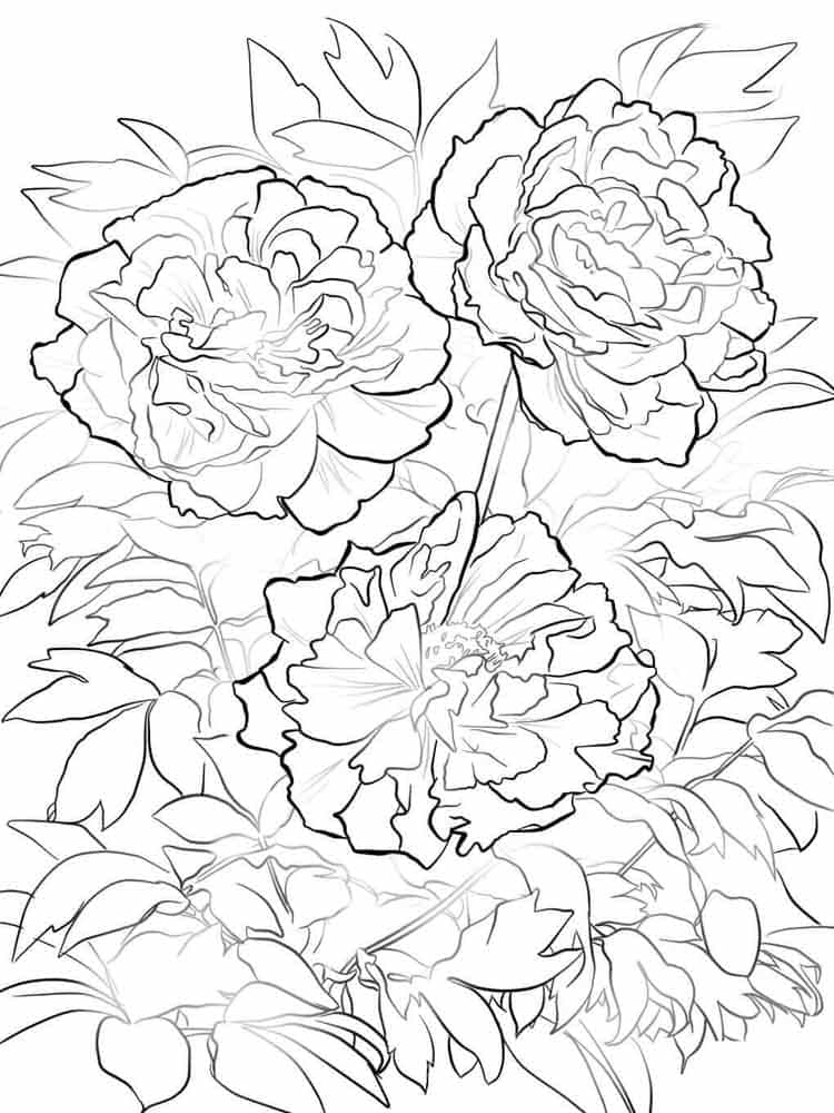 Free Printable Peony Flower Pretty Coloring Page