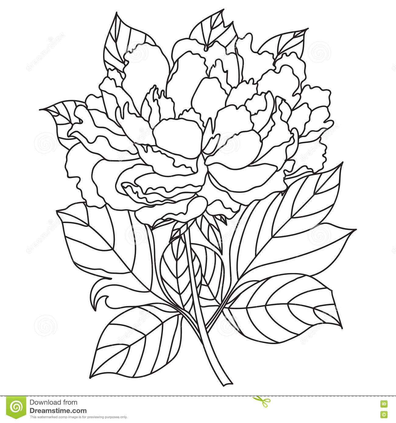 Free Printable Peony Gorgeous Coloring Page