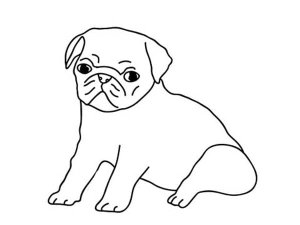 Free Printable Pug Puppy Coloring Page
