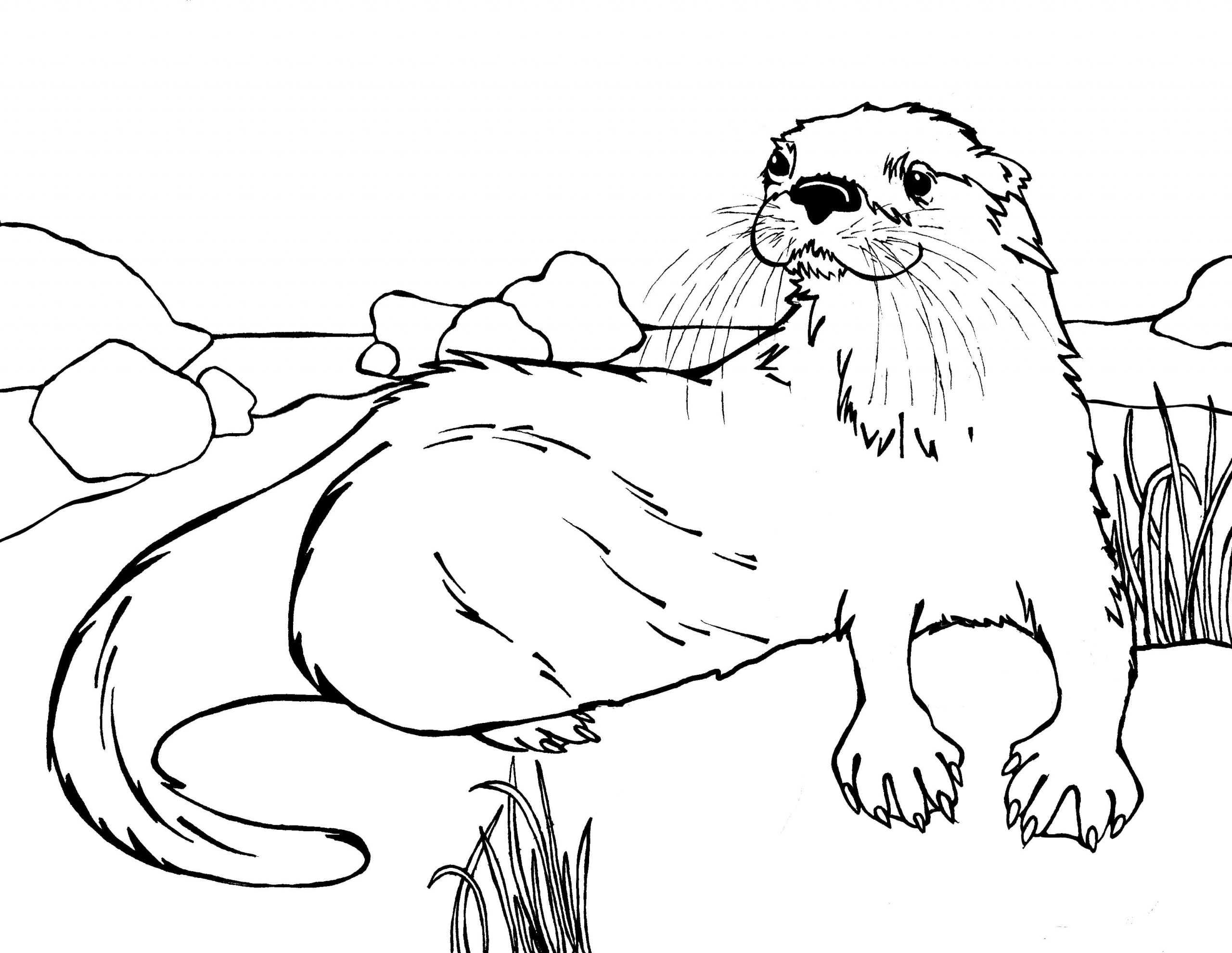 Free Printable River Otter Coloring Page
