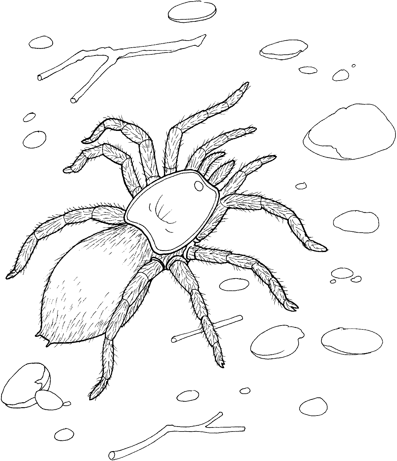 Free Printable Spider For Children Coloring Page
