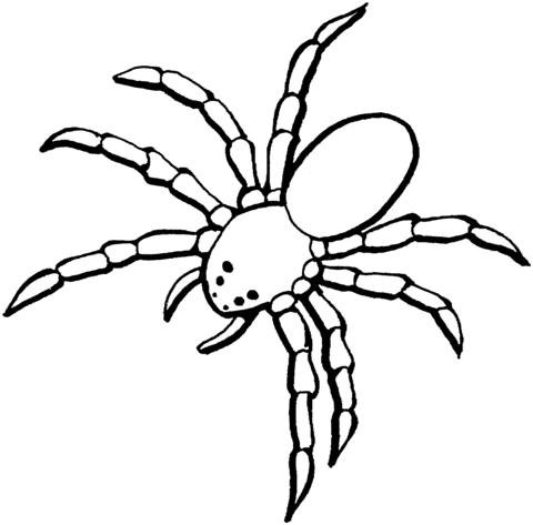 Free Printable Tarantula Spider Coloring Page