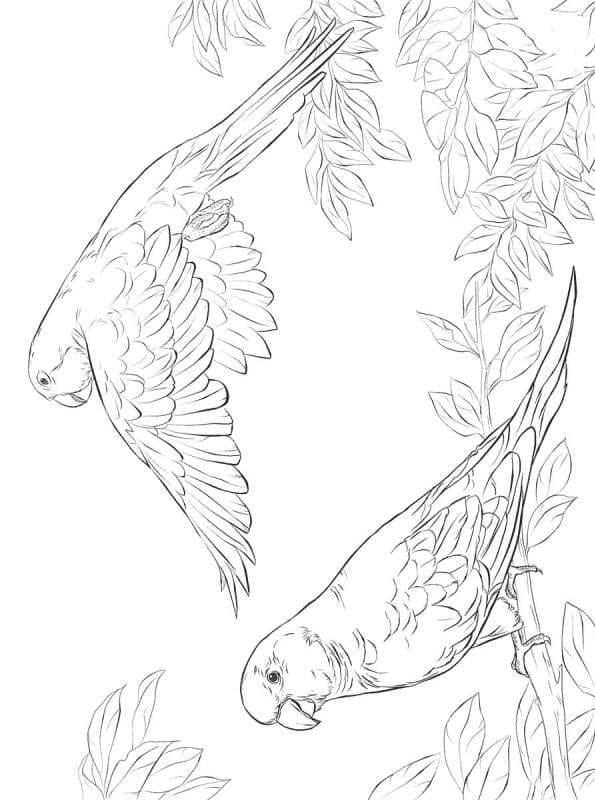 Free Three Parrot Coloring Page
