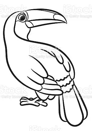 Free Toucan Free Printable Picture Coloring Page