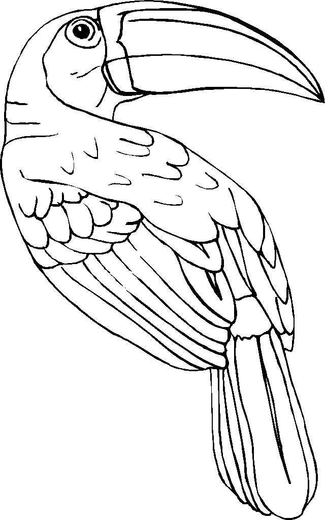 Free Toucan Free Printable Picture Coloring Page